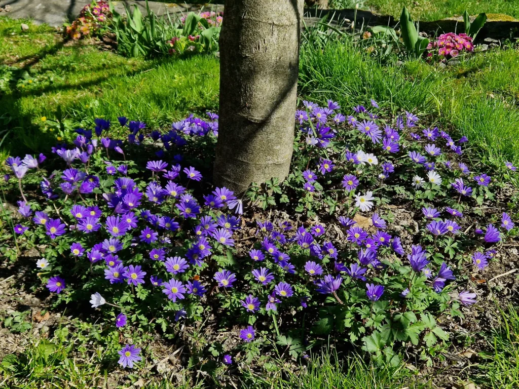 Terrassengarten 6 20230406 112955